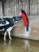 Image sur Brosse ANIZEN en C murale